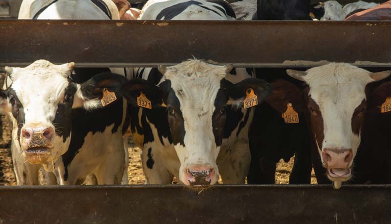 Anatomia reprodutiva das vacas primeiro passo para a inseminação bovina